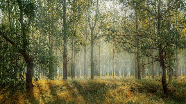 Paysage forêt avec soleil - Terre Majeure: Agence RP Paris